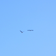 Vögel am blauen Himmel